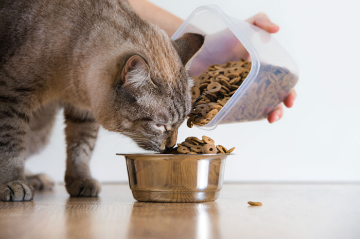 Кошка кушает сухой корм
